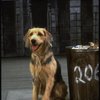 Sandy the dog in a scene from the Dallas production of musical "Annie."