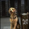 Sandy the dog in a scene from the Dallas production of musical "Annie."