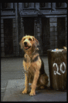 Sandy the dog in a scene from the Dallas production of musical "Annie."