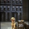 Sandy the dog in a scene from the Dallas production of musical "Annie."