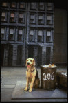 Sandy the dog in a scene from the Dallas production of musical "Annie."