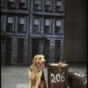 Sandy the dog in a scene from the Dallas production of musical "Annie."
