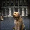 Sandy the dog in a scene from the Chicago production of the musical "Annie."