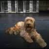 Sandy the dog in a scene from the Chicago production of the musical "Annie."