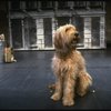Sandy the dog in a scene from the Chicago production of the musical "Annie."