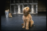 Sandy the dog in a scene from the Chicago production of the musical "Annie."