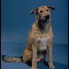 Sandy the dog in a scene from a touring company of the musical "Annie."