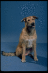 Sandy the dog in a scene from a touring company of the musical "Annie."