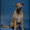 Sandy the dog in a scene from a touring company of the musical "Annie."