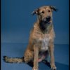Sandy the dog in a scene from a touring company of the musical "Annie."