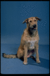 Sandy the dog in a scene from a touring company of the musical "Annie."