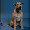 Sandy the dog in a scene from a touring company of the musical "Annie."