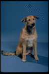 Sandy the dog in a scene from a touring company of the musical "Annie."
