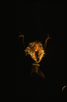 Terrence Mann in a scene from the Broadway musical "Cats." (New York)