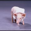 Hamletta the pig in a publicity shot fr. the Broadway revival of "Alice in Wonderland."