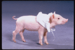 Hamletta the pig in a publicity shot fr. the Broadway revival of "Alice in Wonderland."