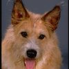 Beau the dog, who plays "Sandy", in a publicity shot for the Broadway musical "Annie 2: Miss Hannigan's Revenge." (New York)