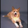 Beau the dog, who plays "Sandy", in a publicity shot for the Broadway musical "Annie 2: Miss Hannigan's Revenge." (New York)