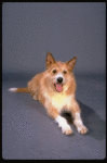 Beau the dog, who plays "Sandy", in a publicity shot for the Broadway musical "Annie 2: Miss Hannigan's Revenge." (New York)
