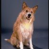 Beau the dog, who plays "Sandy", in a publicity shot for the Broadway musical "Annie 2: Miss Hannigan's Revenge." (New York)