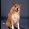Beau the dog, who plays "Sandy", in a publicity shot for the Broadway musical "Annie 2: Miss Hannigan's Revenge." (New York)