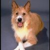 Beau the dog, who plays "Sandy", in a publicity shot for the Broadway musical "Annie 2: Miss Hannigan's Revenge." (New York)