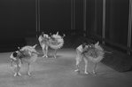 New York City Ballet production of "Bugaku", Allegra Kent and Edward Villella, choreography by George Balanchine (New York)