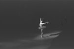 New York City Ballet production of "Firebird" with Melissa Hayden, choreography by George Balanchine (New York)