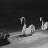 New York City Ballet production of "Swan Lake" showing prop swans, choreography by George Balanchine (New York)