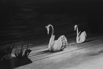 New York City Ballet production of "Swan Lake" showing prop swans, choreography by George Balanchine (New York)