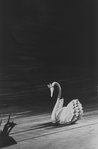 New York City Ballet production of "Swan Lake" showing prop swan, choreography by George Balanchine (New York)