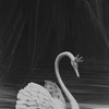 New York City Ballet production of "Swan Lake" showing set and prop swans, choreography by George Balanchine (New York)