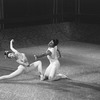 New York City Ballet production of "Bugaku" with Suzanne Farrell and Edward Villella, choreography by George Balanchine (New York)