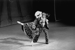 New York City Ballet production of "Union Jack" with Patricia McBride and Mikhail Baryshnikov, choreography by George Balanchine (New York)