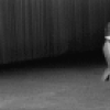 New York City Ballet production of "Brahms-Schoenberg Quartet" with Patricia McBride and Peter Martins, choreography by George Balanchine (New York)