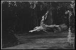 New York City Ballet production of movie version of "A midsummer Night's Dream" forest scene with Patricia McBride as Hermia, choreography by George Balanchine (New York)