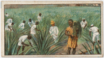 Gathering the sisal hemp in East Africa.